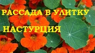 Настурция выращивание из семян! Пригодилась туалетная бумага!