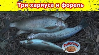 Рыбалка в Горном Алтае. Три хариуса и форель.