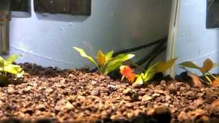 Scarlet Badis Dario Dario