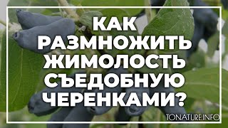 Как размножить жимолость съедобную черенками? | toNature.Info