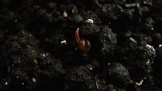 Выход червя из кокона (Дендробена)