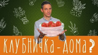 Гидропонная установка дома: что можно вырастить?