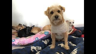 Método eficaz para calmar perros, nerviosos, asustados, tensos por pirotecnia o fuegos artifiales