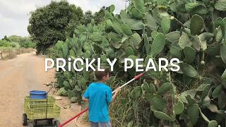 Prickly Pear