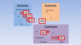 Fibrinolysis, Thrombolysis and Anticoagulation
