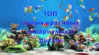 Топ самых красивых аквариумных рыбок. Top most beautiful aquarium fish.