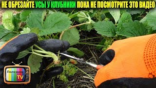НЕ ОБРЕЗАЙТЕ УСЫ У КЛУБНИКИ ПОКА НЕ ПОСМОТРИТЕ ЭТО ВИДЕО
