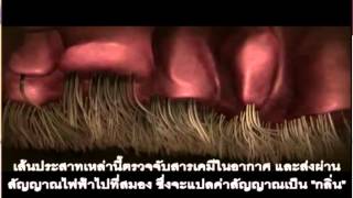 หมดเปลือก อ. ประเสริฐ อุทัยเฉลิม แผ่นที่ 2 5/9