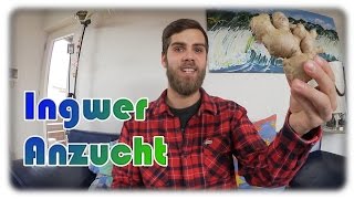 Ingwer erfolgreich anbauen #3 | Die beste Anzucht Methode!