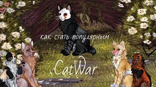 как стать популярным в CatWar
