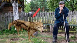 Спаси нас, добрый человек, взмолилась худая волчица со слезами на глазах. Время шло на минуты!