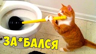 ЛЮТЫЕ ПРИКОЛЫ - КОТ ДРАИТ УНИТАЗ