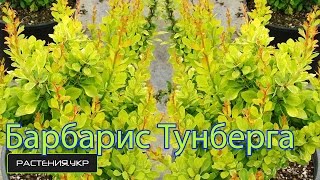 Барбарис Тунберга Повоу / Барбарис посадка и уход