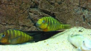 Tropheus sp. mpimbwe "orange cheek" Msalaba spawn part 2 - PISCES