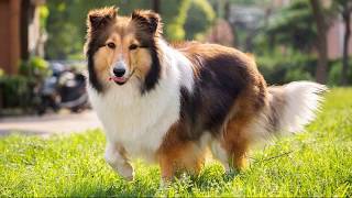 Шелти (Shetland Sheepdog) - порода собак