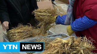 인삼 시장 때아닌 '활기'...면역력 증진 관심 / YTN