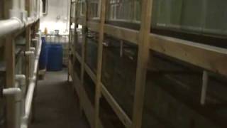 Fish house tour part 2 Discus Hans USA Baltimore Importer of Stendker Discus ~ Germany