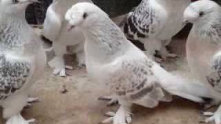Taklaci Güvercin 30 Takla Mardin Kürt Pigeon Kurdish