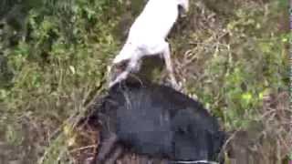 chasse en nouvelle caledonie