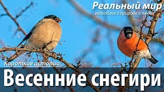 Весенние снегири. Обыкновенный снегирь (Pyrrhula pyrrhula).