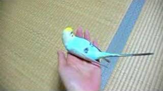 きょろ坊　コロコロします