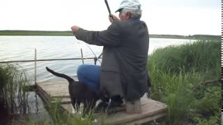 Кот ходит на рыбалку и ждёт когда поймают рыбу