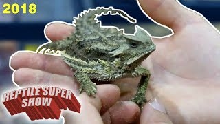 POMONA REPTILE SUPER SHOW 2018!!