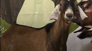 Козы на V самой престижной выставки страны по породному птицеводству и мелкому животноводству