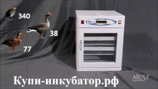 Инкубатор Nest-100 Elite