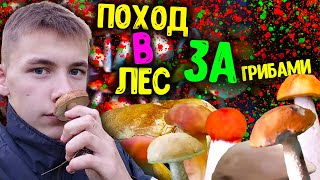 Грибы во Владимирской области 2019. Сбор грибов. Поход за грибами.