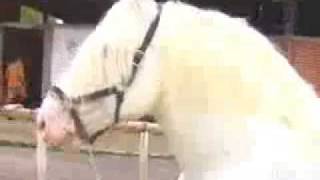 Cavalo Gigante no Programa 50 Segundos de Lia Lago