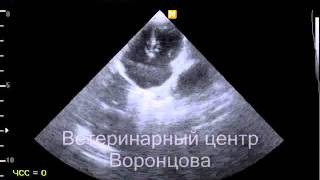 Рестриктивная кардиомиопатия у кошек. Аритмия.