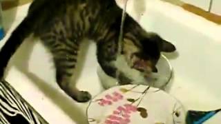 В кота вселился енот полоскун