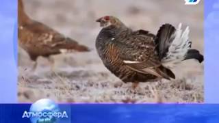 Брачные игры животных.