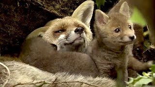 LES SAISONS (Documentaire - 2016)