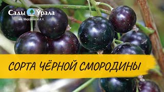 Черная смородина. Агроном Питомника Сады Урала - Анфиса Белоусова.