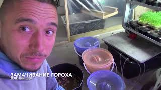 Микрозелень Замачивание гороха Лайфхаки