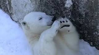 ララとアイラの楽しい一日~Life of  Polar Bears
