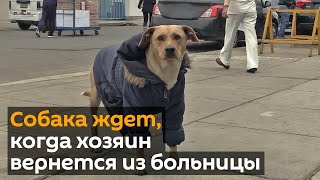 До слез: собака ждет своего хозяина у дверей больницы
