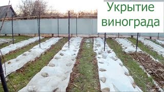 Укрытие винограда