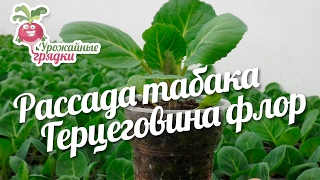 Рассада табака. Герцеговина флор. Урожайные грядки.