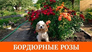 Бордюрные розы. Как вырастить? Очень красивые и неприхотливые