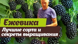 Ежевика.  Сорта и агротехника