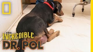 Great Balls of Fire | The Incredible Dr. Pol