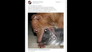 УЖАСЫ КАМЫШИНА ! СОБАКИ РАЗОРВАЛИ КОТА