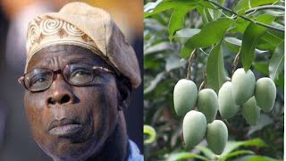 Obasanjo’s mango plantation to employ over 1,000 workers in Benue