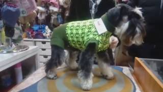 Свитер для цвергшнауцера