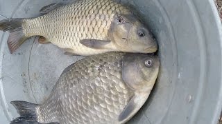 Подарили ружье для подводной охоты, ловля КРУПНОГО карася!