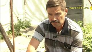 Сергей Клоков о выращивании винограда в Сибири