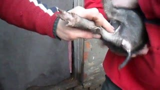 Укол маленьких поросят,во внутреннюю часть задней ноги.